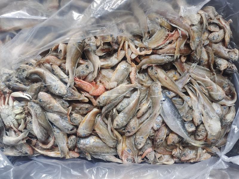 小黄花鱼船冻陆冻螃蟹龙虾，黄鳝，黑鱼养殖饲料鱼