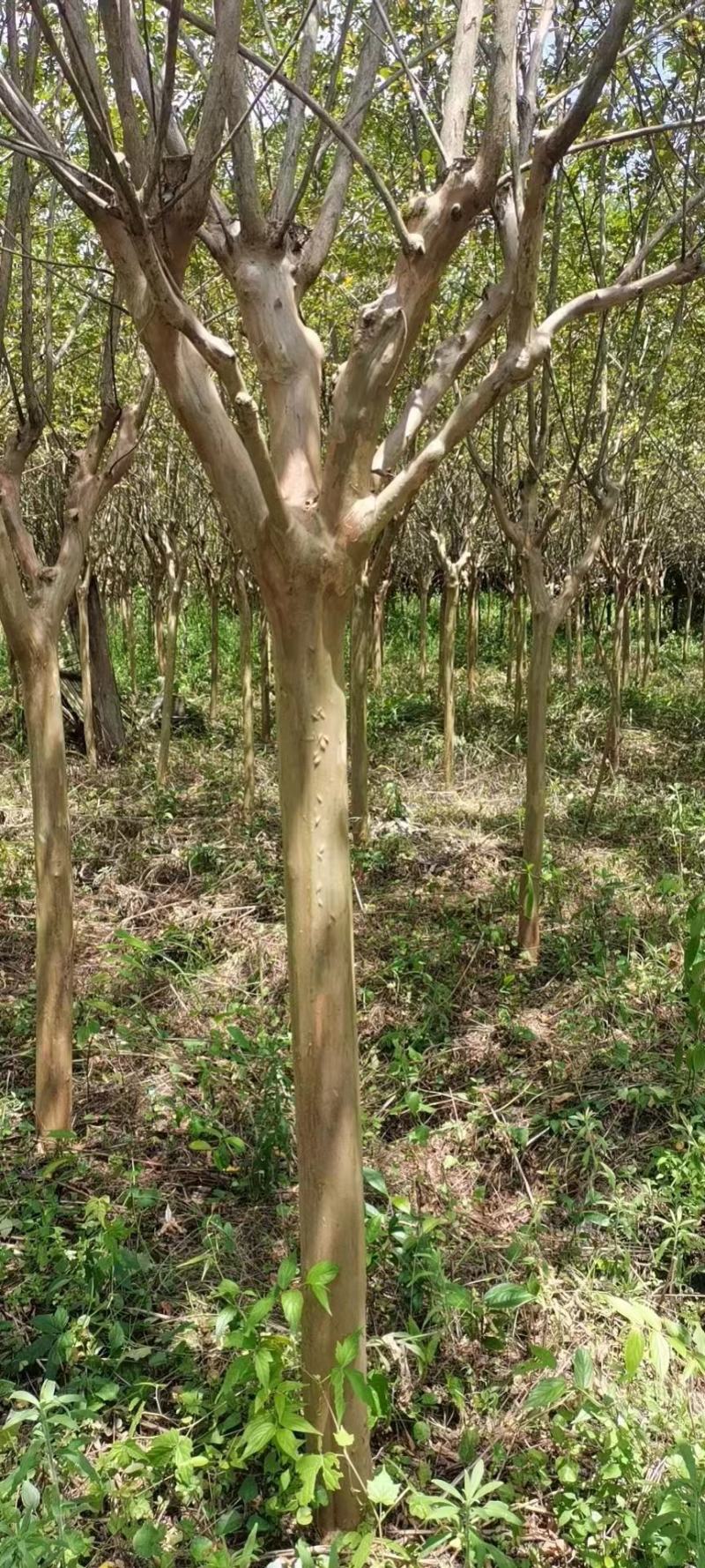 10公分精品紫薇，基地常年大量直供，树型好，性价比高