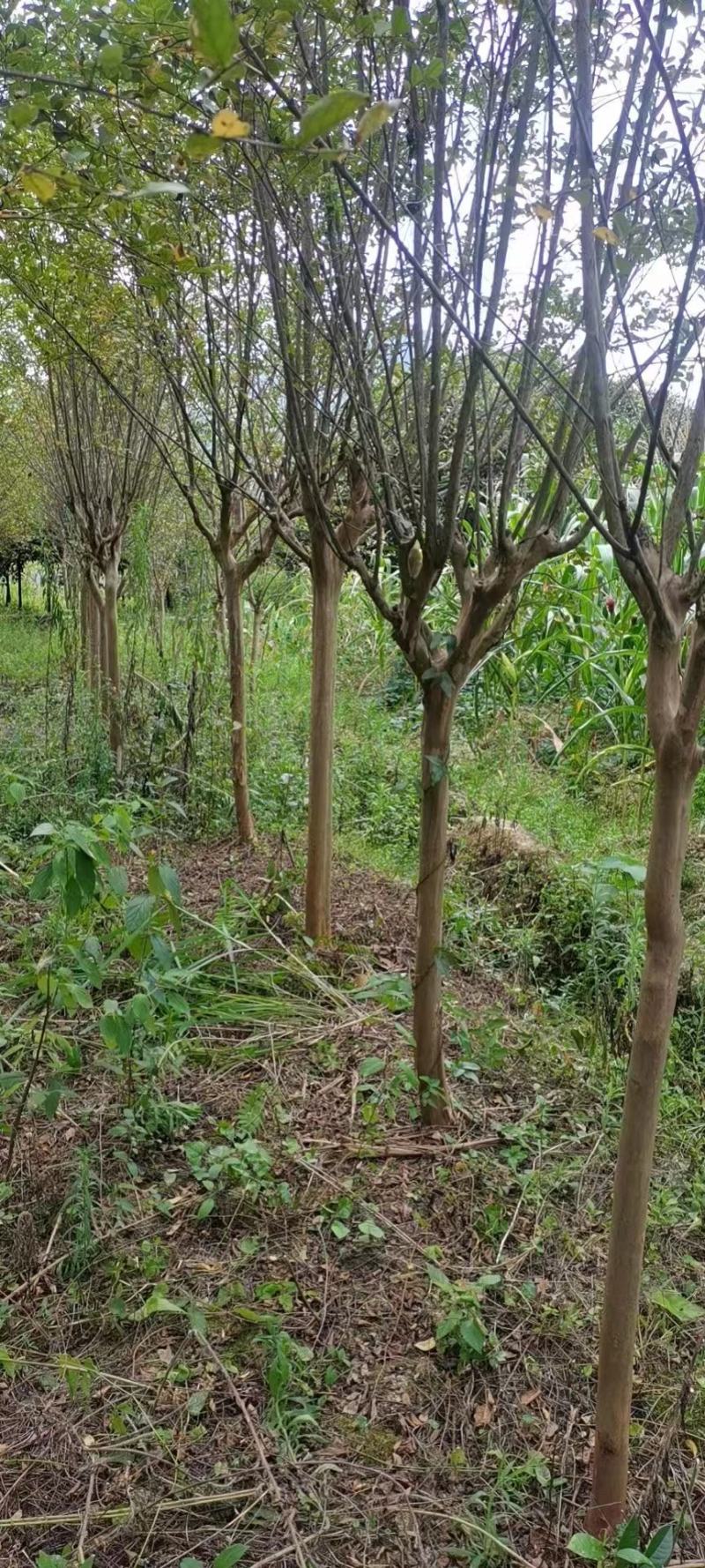 10公分精品紫薇，基地常年大量直供，树型好，性价比高