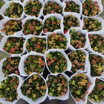 长寿花