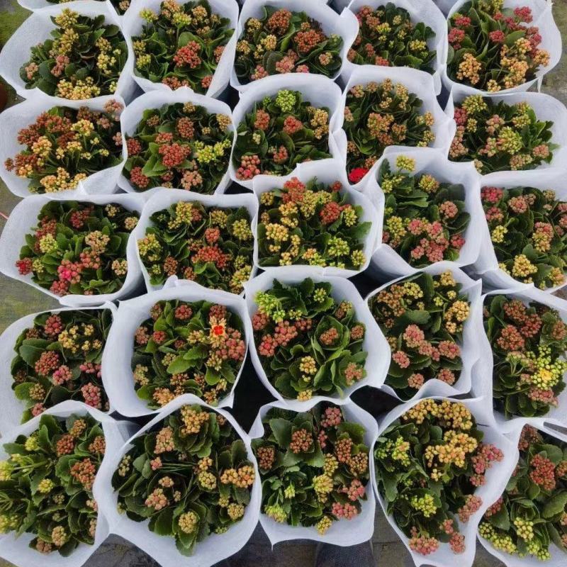 长寿花