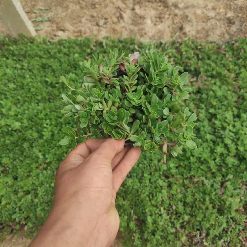 太阳花