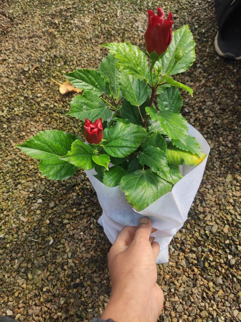 重瓣木槿