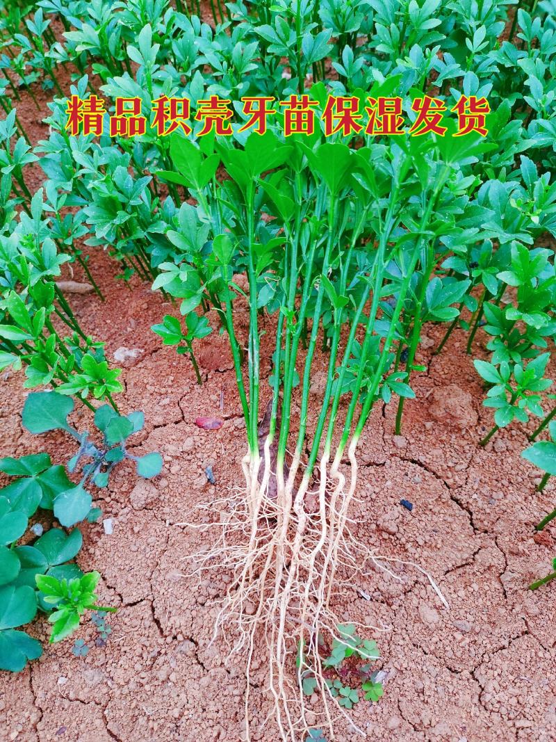 精品积壳苗积壳树苗积壳苗批发积壳芽苗