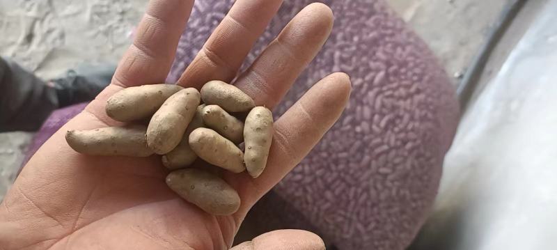 《产地直供》精选优质小白嘴山药豆上对接商超酒店电商团购