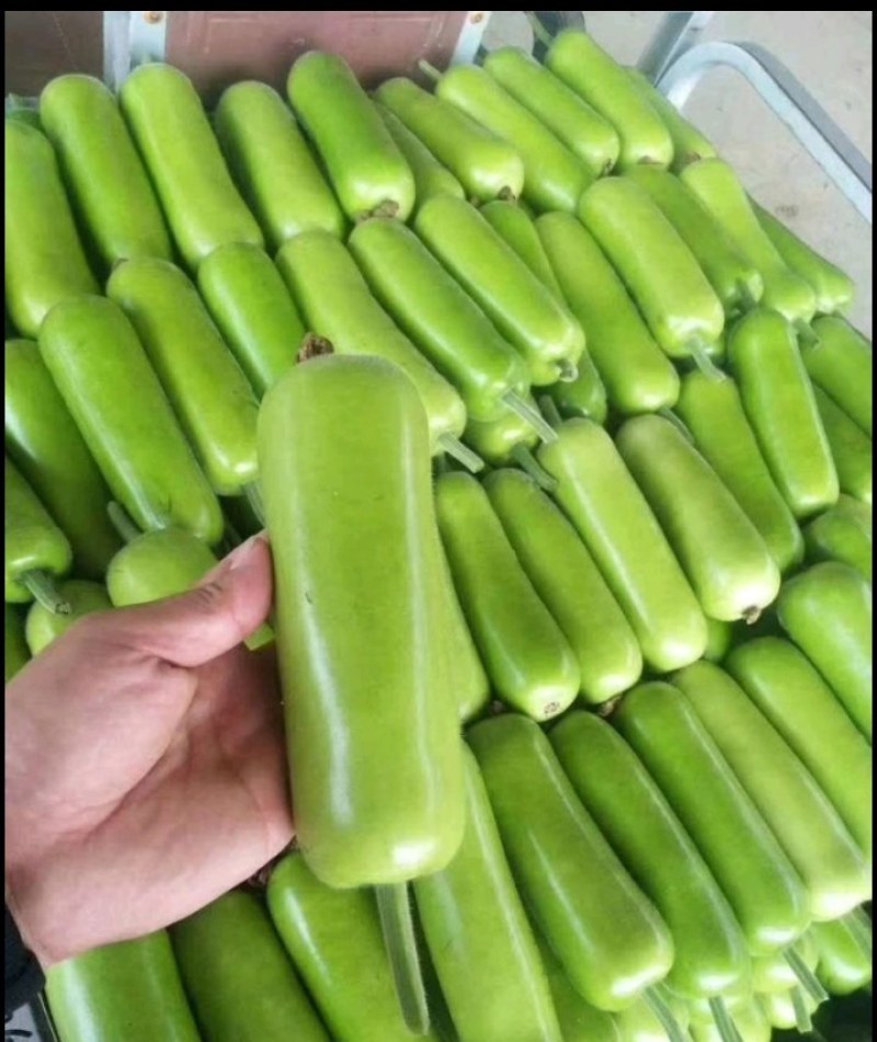 精品瓠瓜、蒲瓜，现摘现装，全国代发，大量供应，需要来电