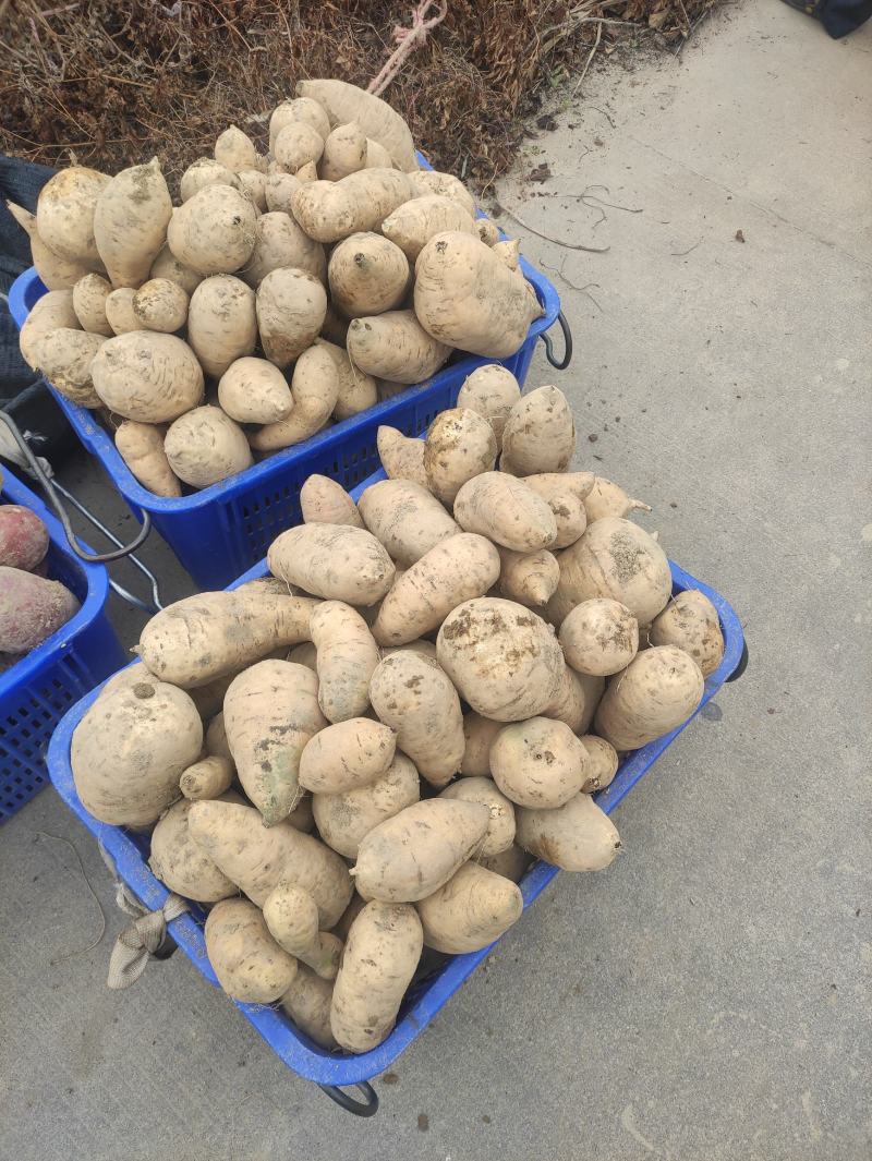 广东潮汕鸡蛋黄心板栗地瓜白皮番薯甜糯红薯新鲜沙地现挖白薯
