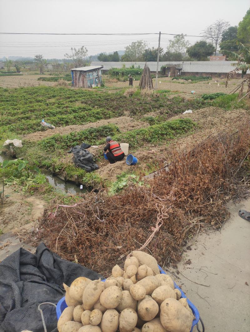 广东潮汕鸡蛋黄心板栗地瓜白皮番薯甜糯红薯新鲜沙地现挖白薯