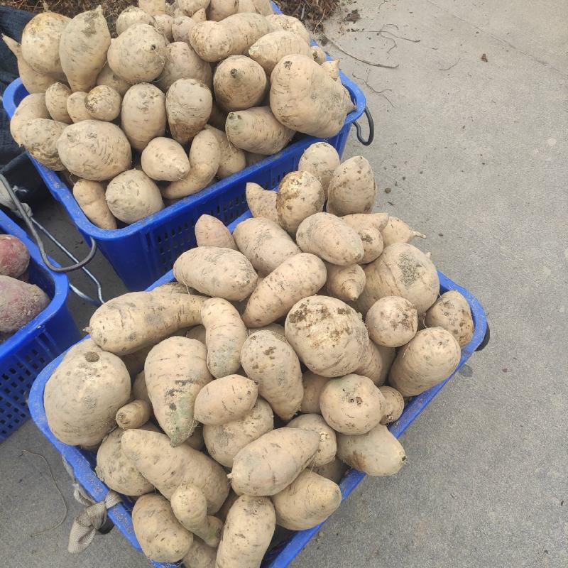 广东潮汕鸡蛋黄心板栗地瓜白皮番薯甜糯红薯新鲜沙地现挖白薯