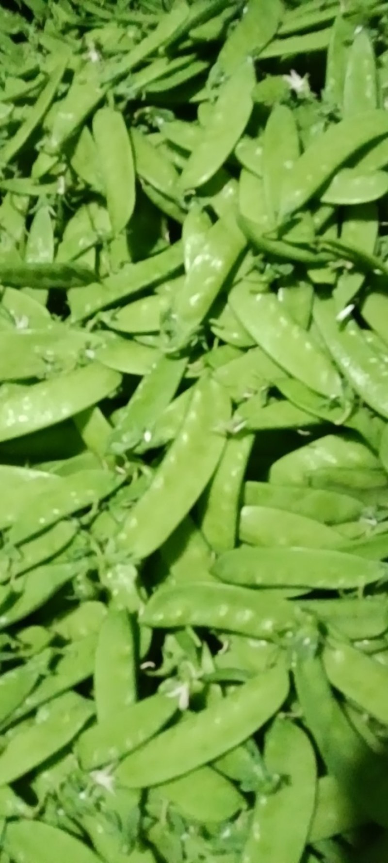 荷兰豆(南非中荚豆)