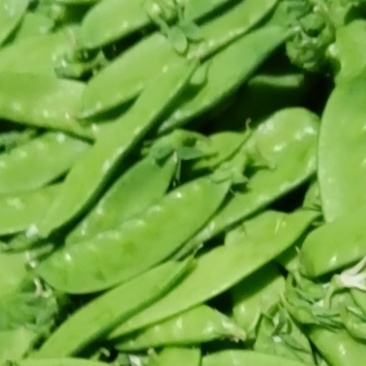 荷兰豆(南非中荚豆)