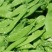 荷兰豆(南非中荚豆)