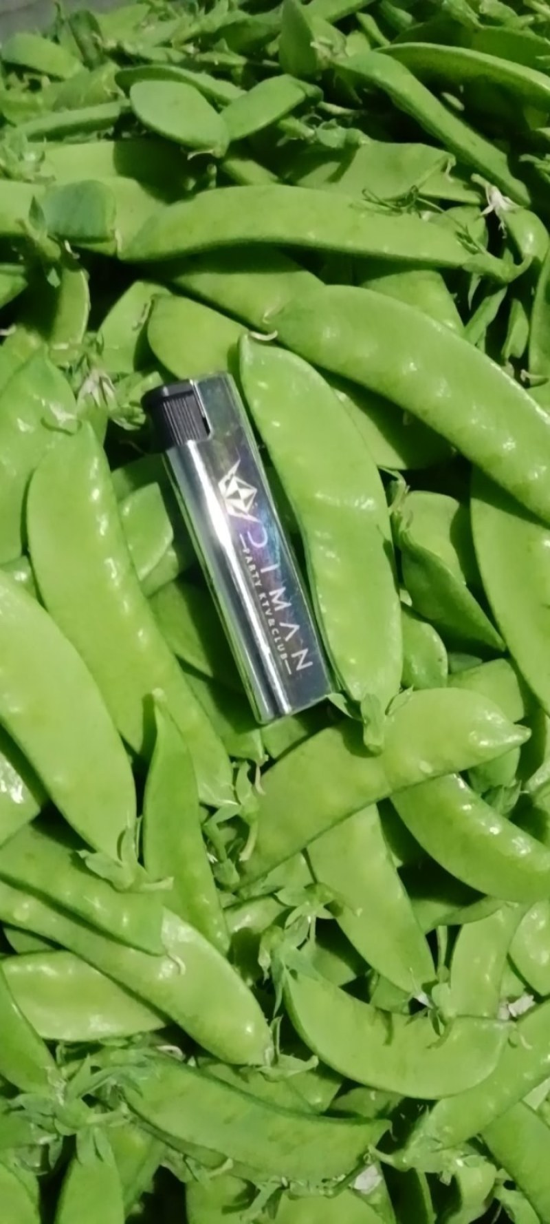 荷兰豆(南非中荚豆)