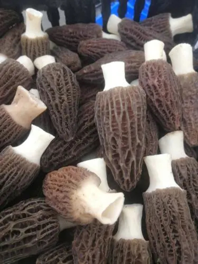 原产地直发羊肚菌