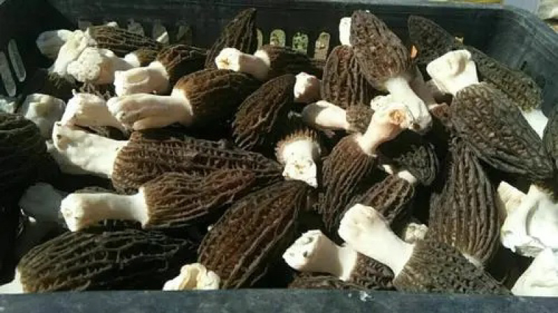 原产地直发羊肚菌