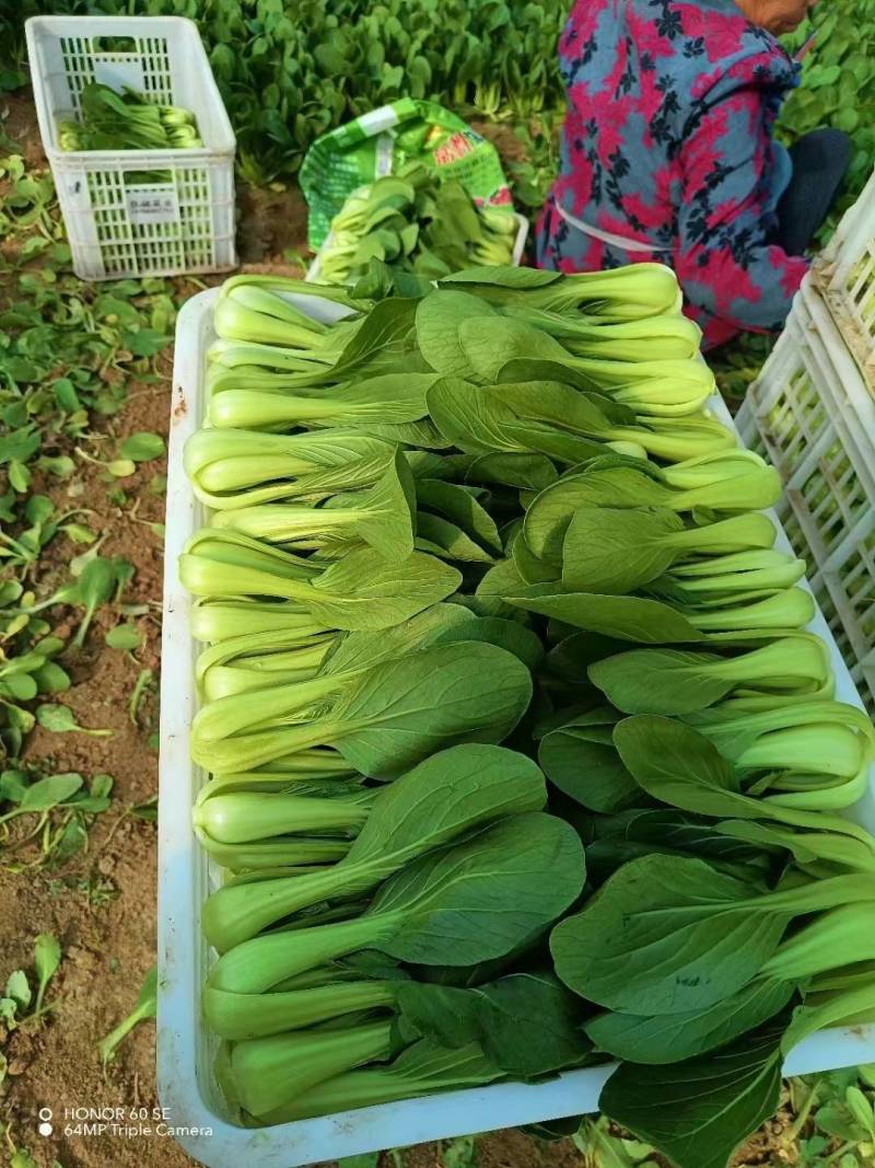 山东曹县奶白菜，精品小白菜，产地直销，价格实惠，欢迎选购