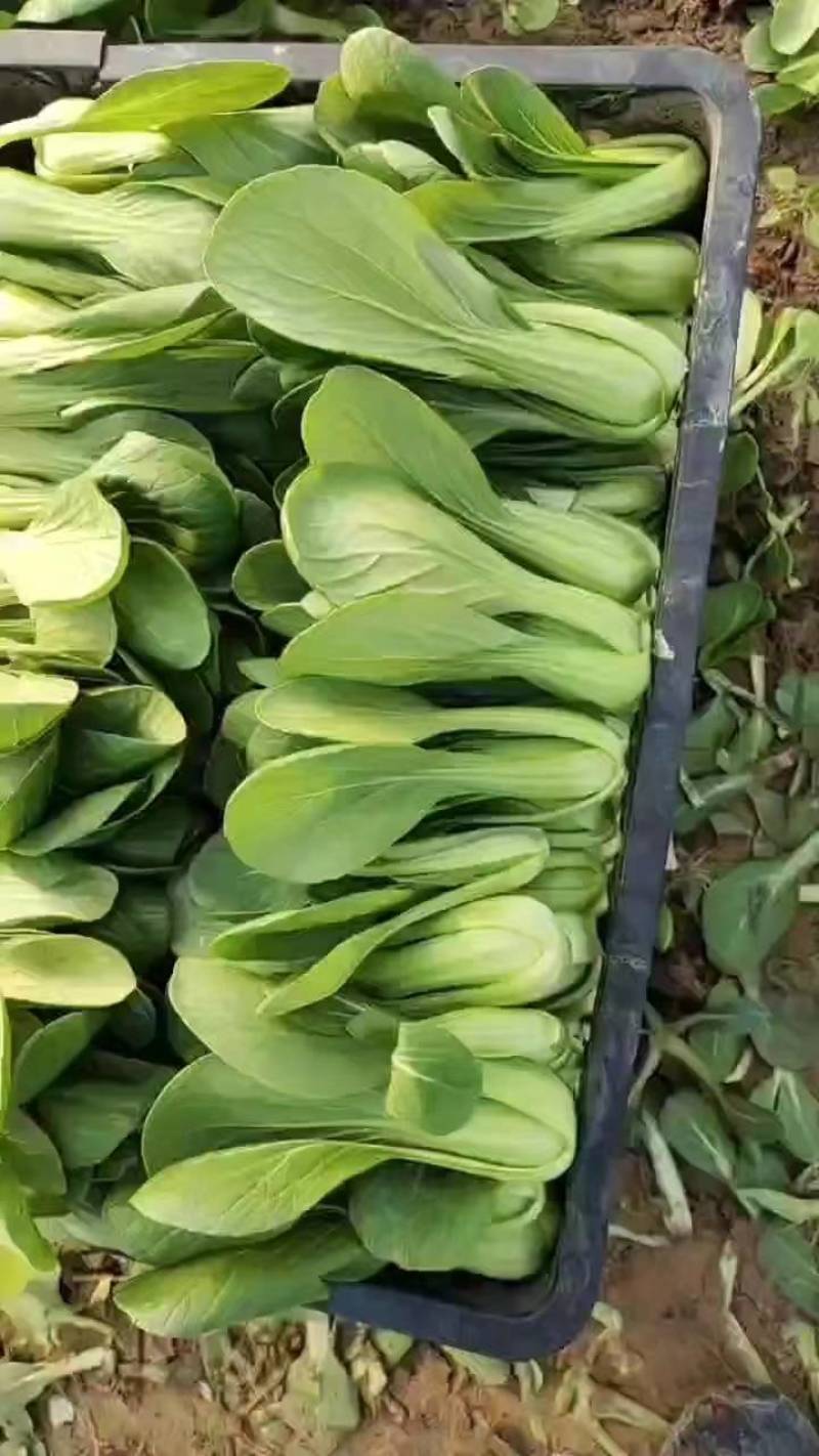 山东曹县小油菜，精品小油菜，产地直销，价格实惠，欢迎选购