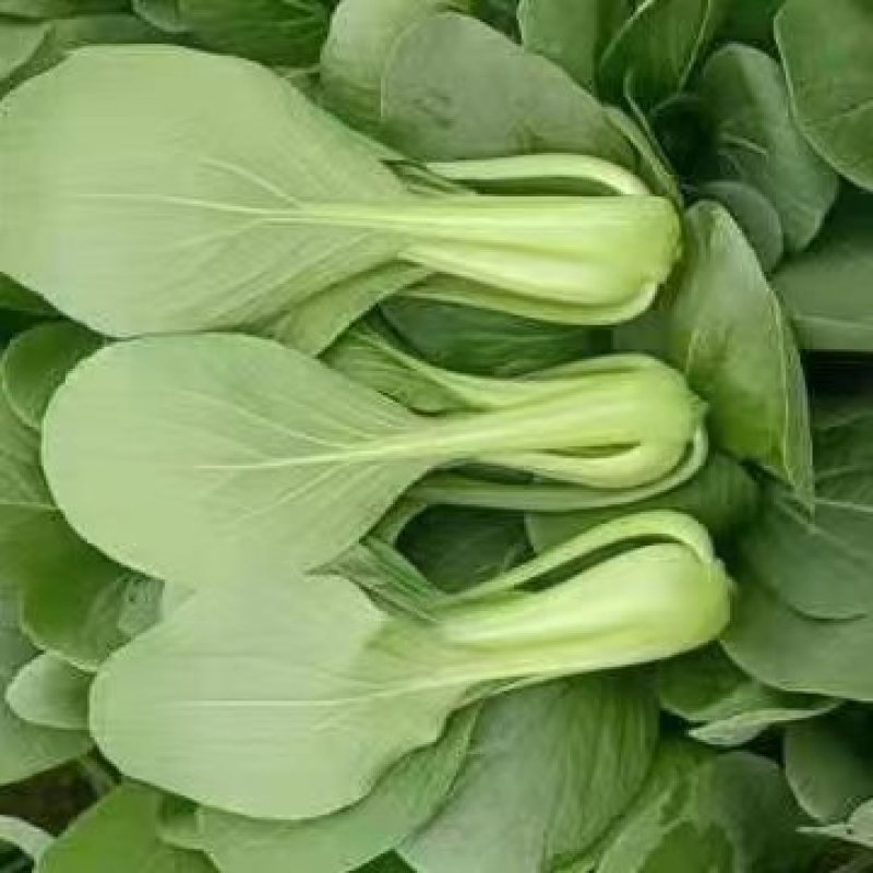 山东曹县小油菜，精品小油菜，产地直销，价格实惠，欢迎选购