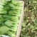 山东曹县小油菜，精品小油菜，产地直销，价格实惠，欢迎选购