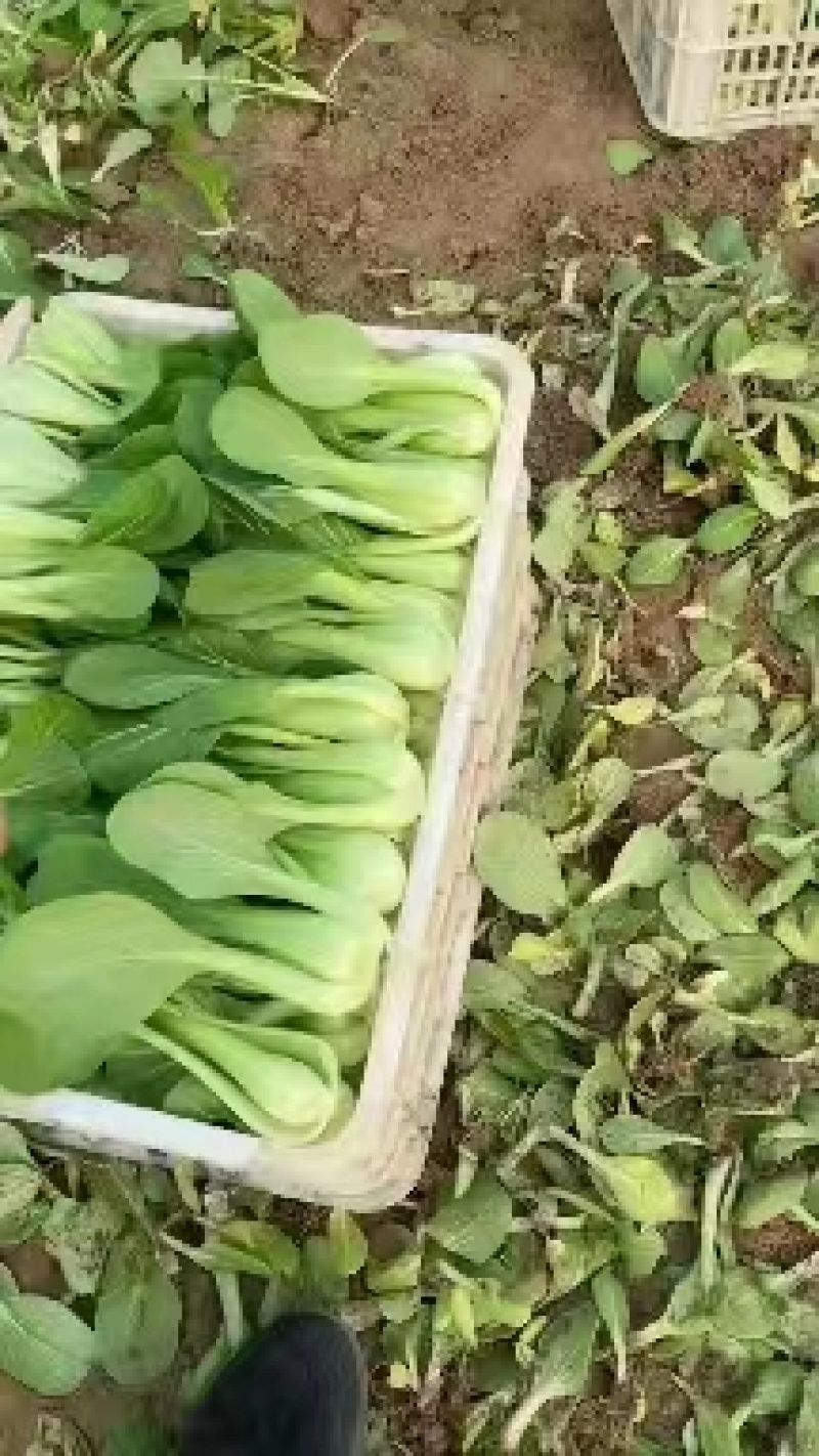 山东曹县小油菜，精品小油菜，产地直销，价格实惠，欢迎选购