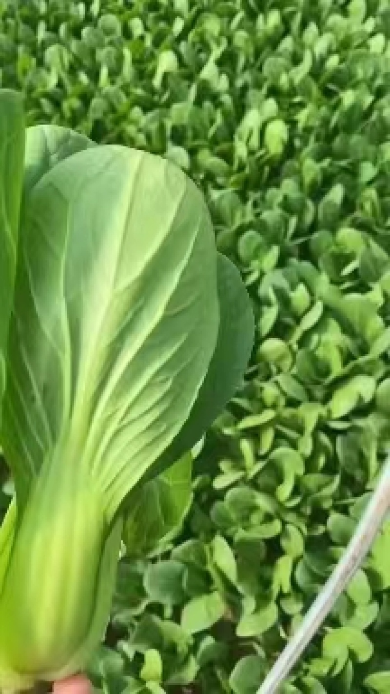山东曹县小油菜，精品小油菜，产地直销，价格实惠，欢迎选购