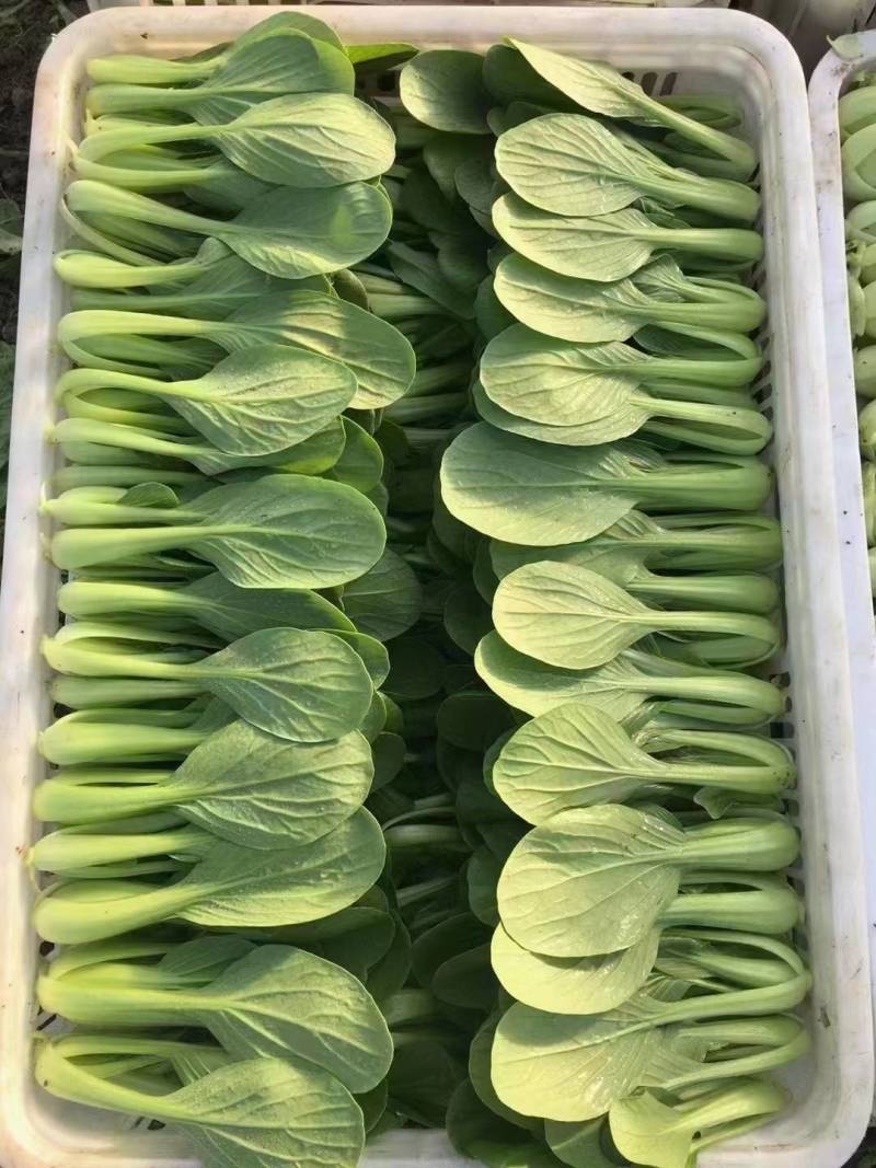 山东曹县小油菜，精品小油菜，产地直销，价格实惠，欢迎选购