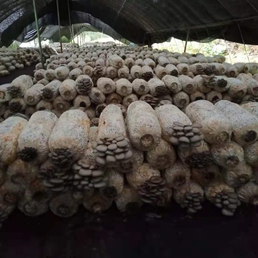 地摊爆品-5次采优质菌棒