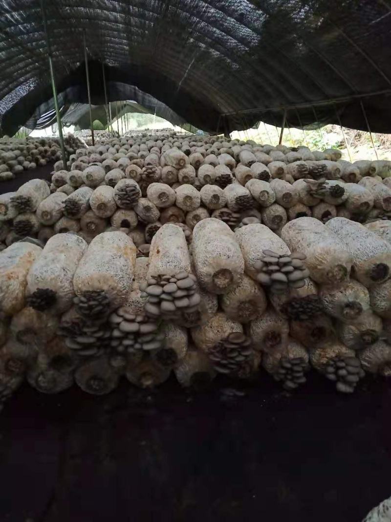 地摊爆品-5次采优质菌棒