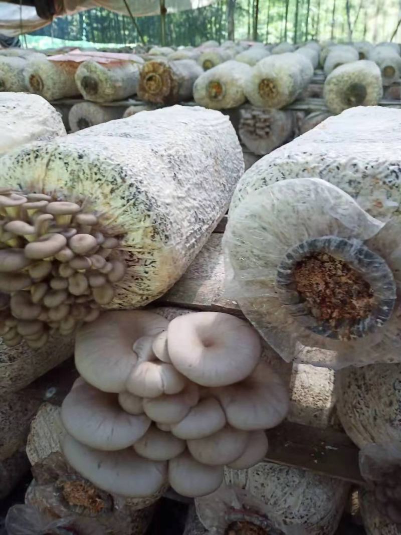 地摊爆品-5次采优质菌棒