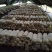 地摊爆品-5次采优质菌棒