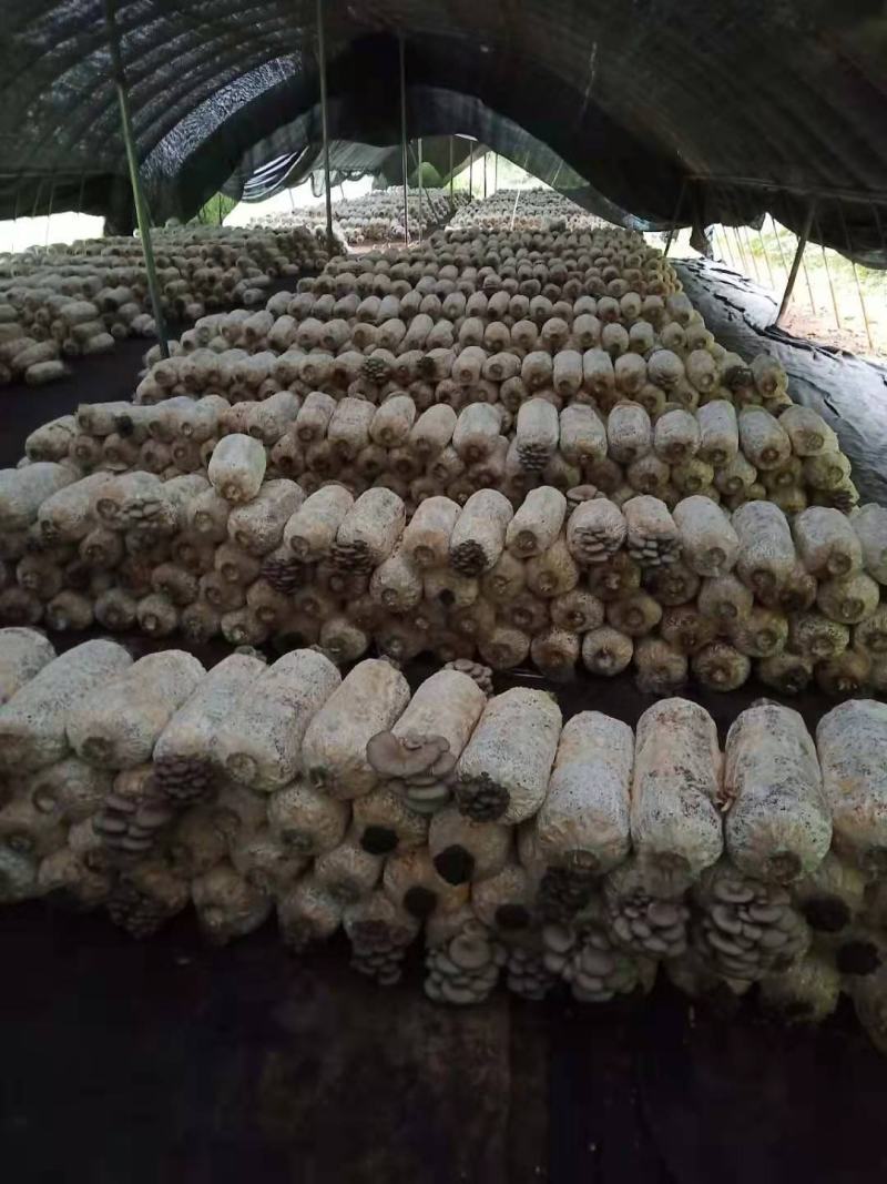 地摊爆品-5次采优质菌棒