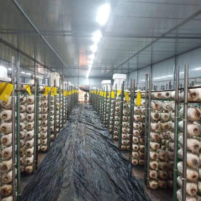 地摊爆品-5次采优质菌棒
