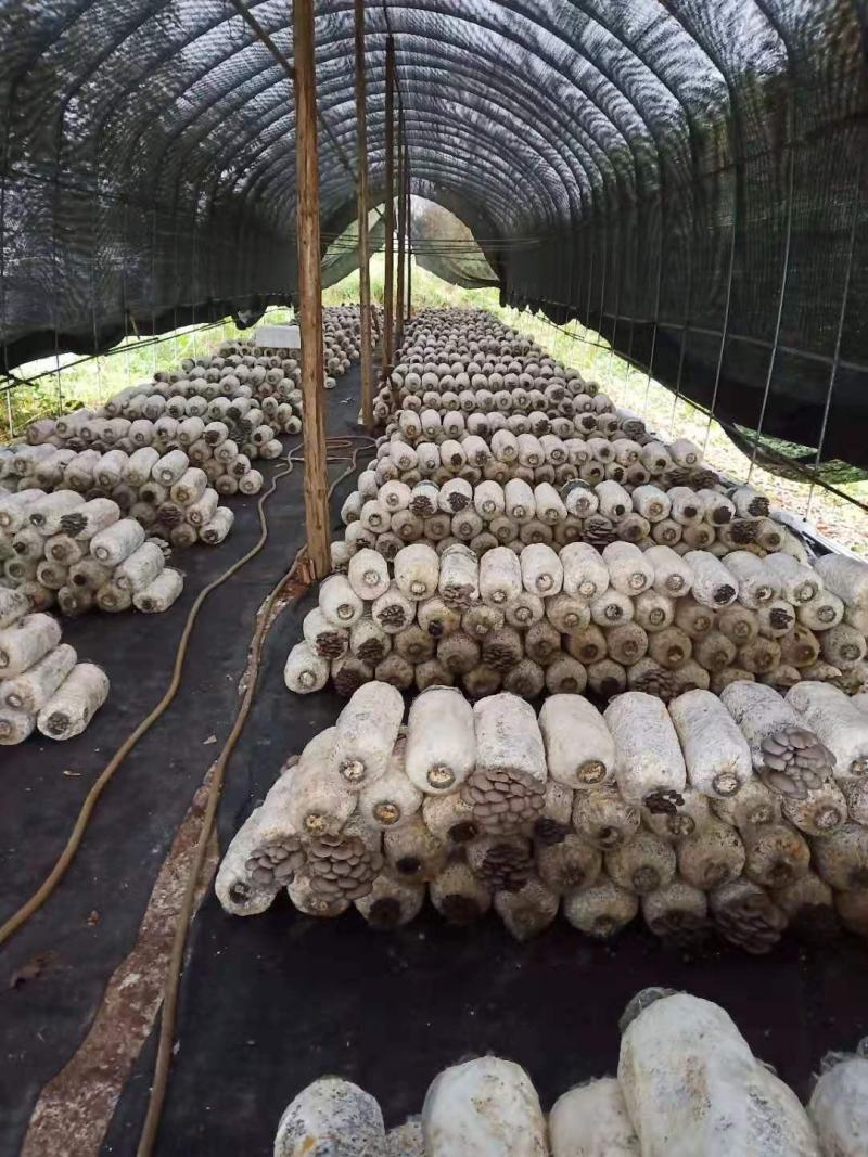 地摊爆品-5次采优质菌棒