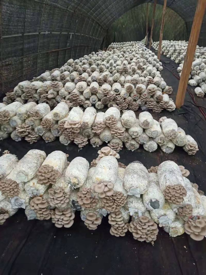 地摊爆品-5次采优质菌棒