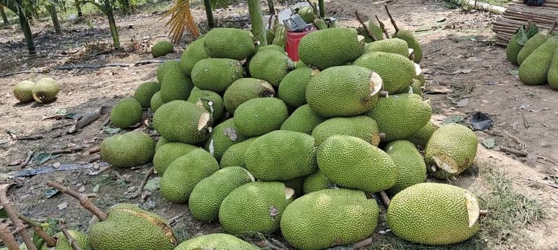 比白菜价优惠，海南产地越南红红肉菠萝蜜泰八验无绣果，