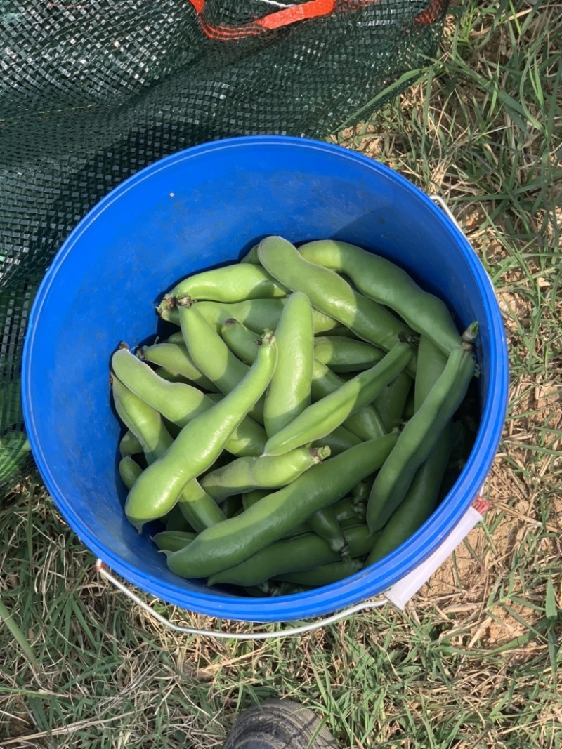 蚕豆、青海蚕豆