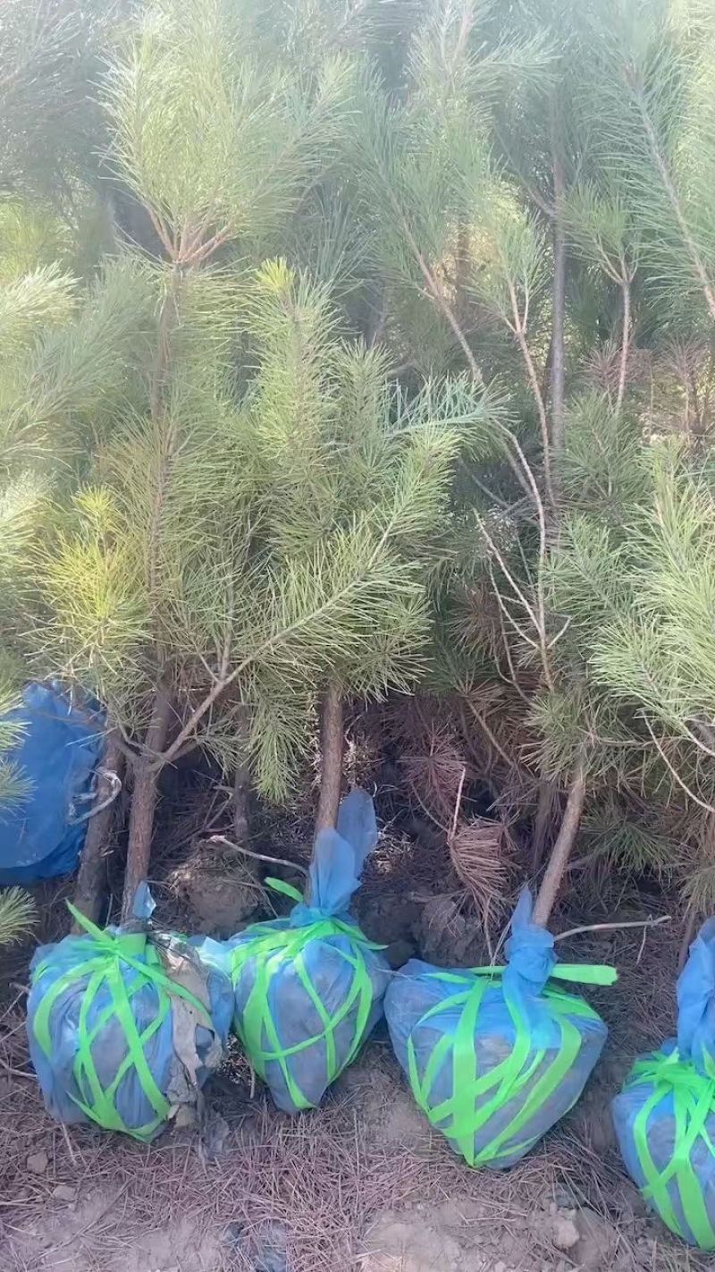 油松