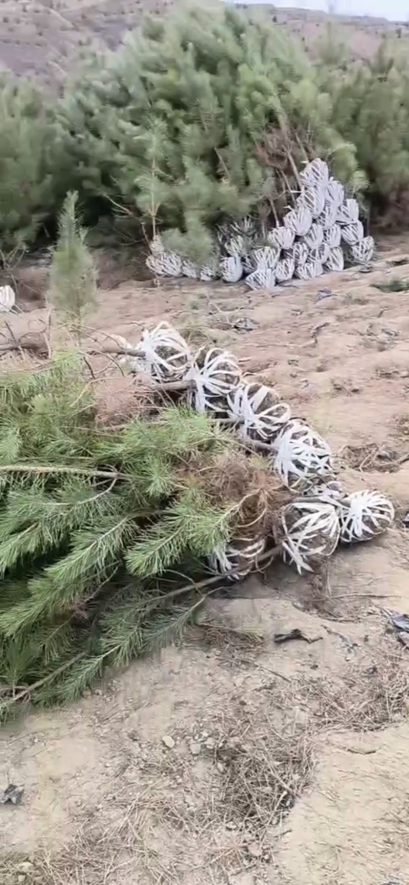油松