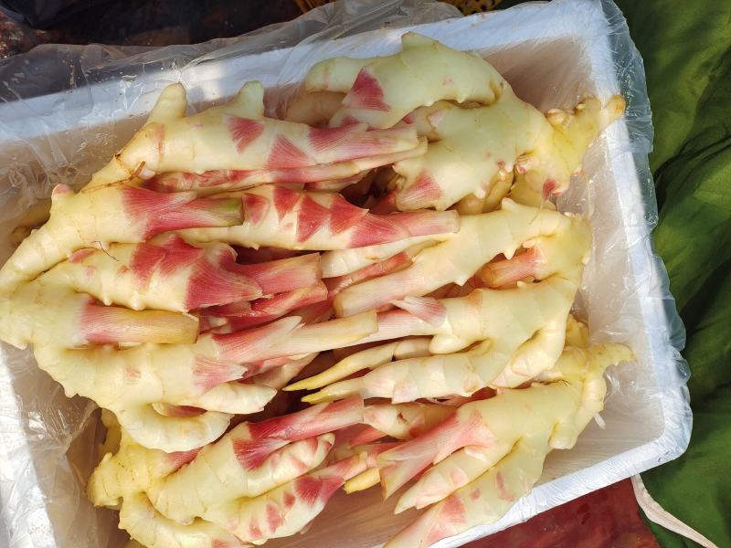 精品仔姜大量上市，一手货源充足，欢迎各位老板咨询