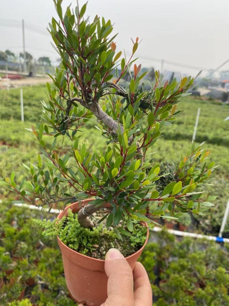 赤楠绿植盆景盆栽形状精美好看易打理易养护产地生产绿植净化