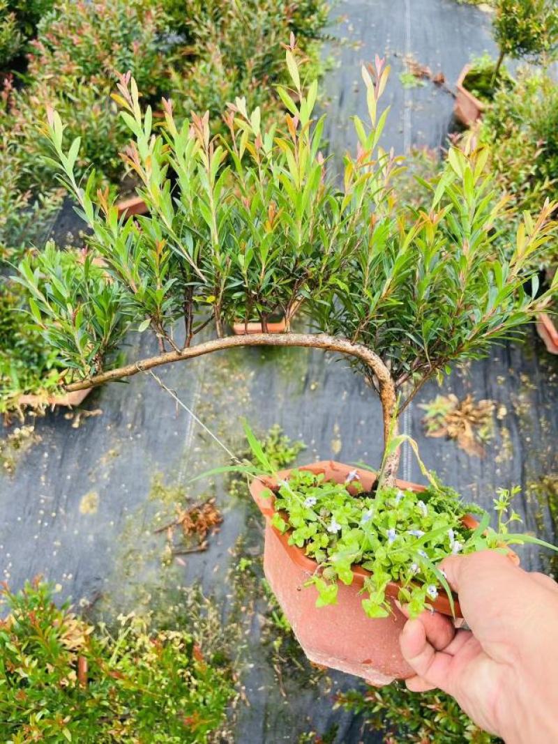 赤楠绿植盆景盆栽形状精美好看易打理易养护产地生产绿植净化