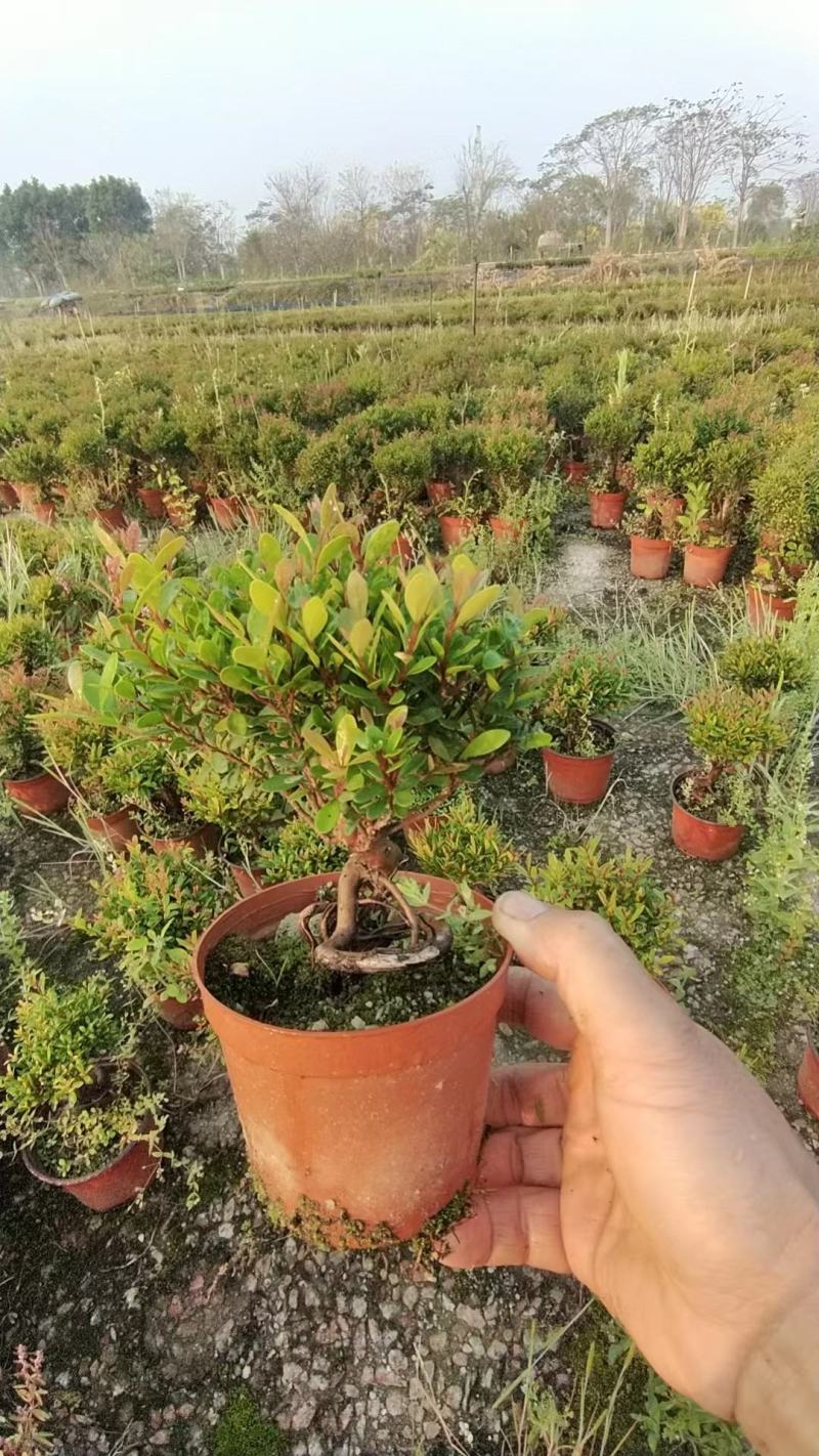 赤楠绿植盆景盆栽形状精美好看易打理易养护产地生产绿植净化