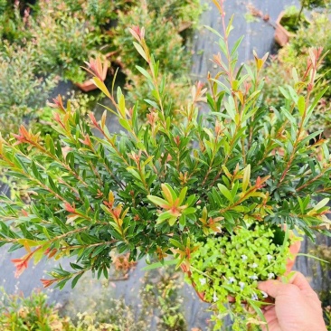 赤楠绿植盆景盆栽形状精美好看易打理易养护产地生产绿植净化