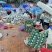 电白千禧圣女果市场供应链电商货全国代发一手货源产地直供
