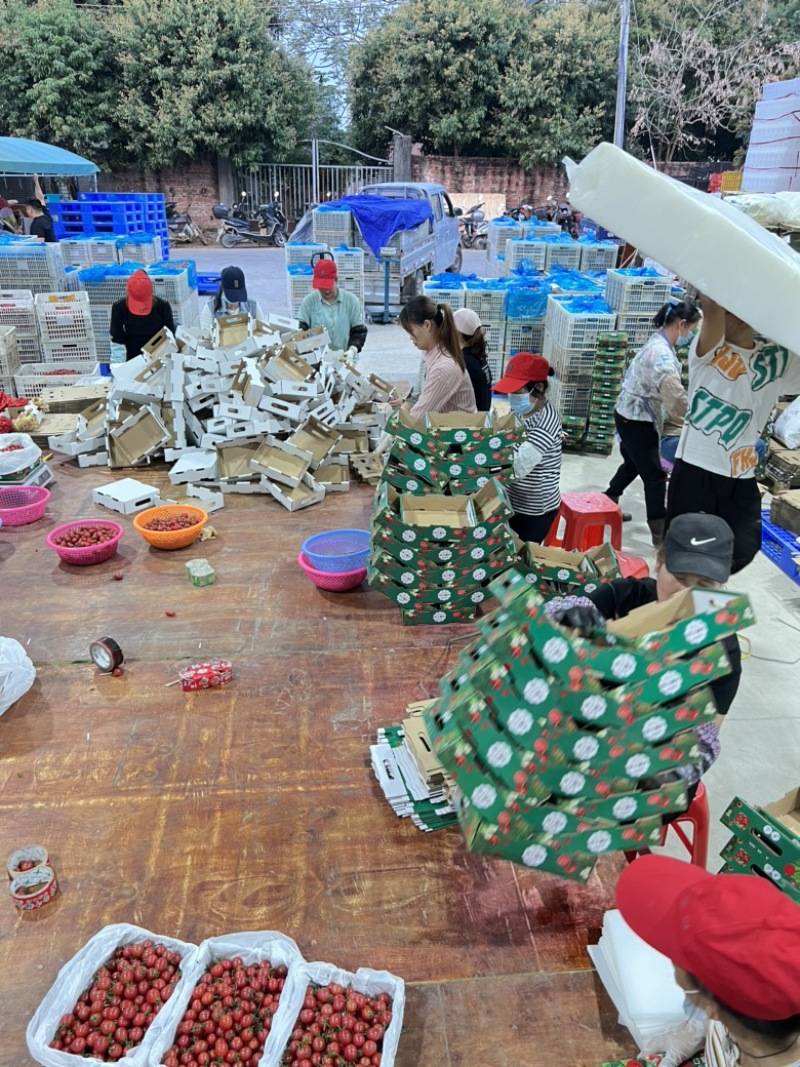 电白千禧圣女果市场供应链电商货全国代发一手货源产地直供