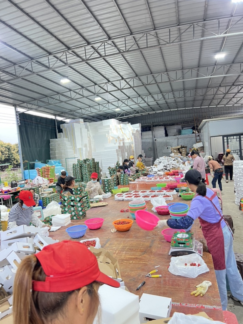 电白千禧圣女果市场供应链电商货全国代发一手货源产地直供