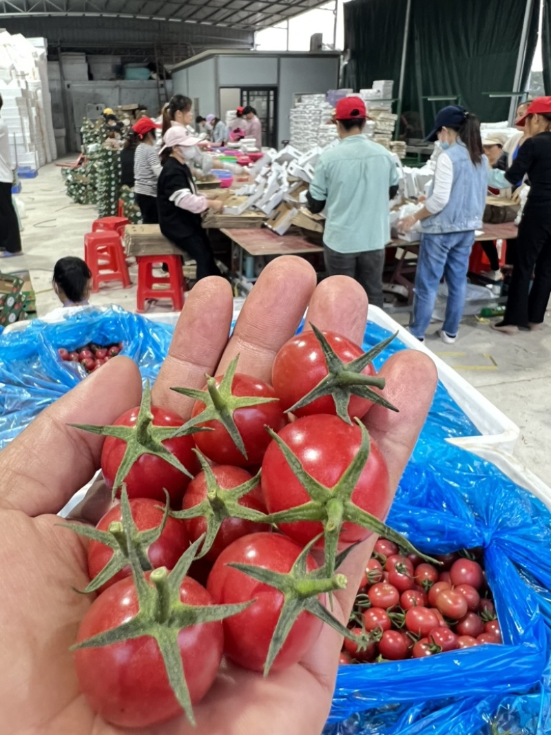 电白千禧圣女果市场供应链电商货全国代发一手货源产地直供