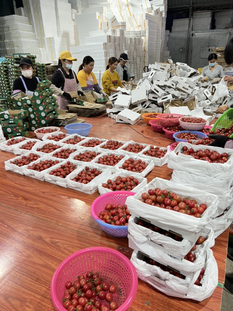 电白千禧圣女果市场供应链电商货全国代发一手货源产地直供