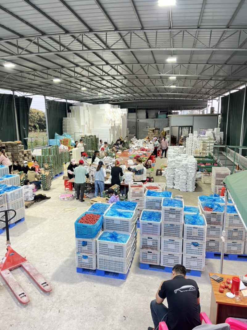 电白千禧圣女果市场供应链电商货全国代发一手货源产地直供