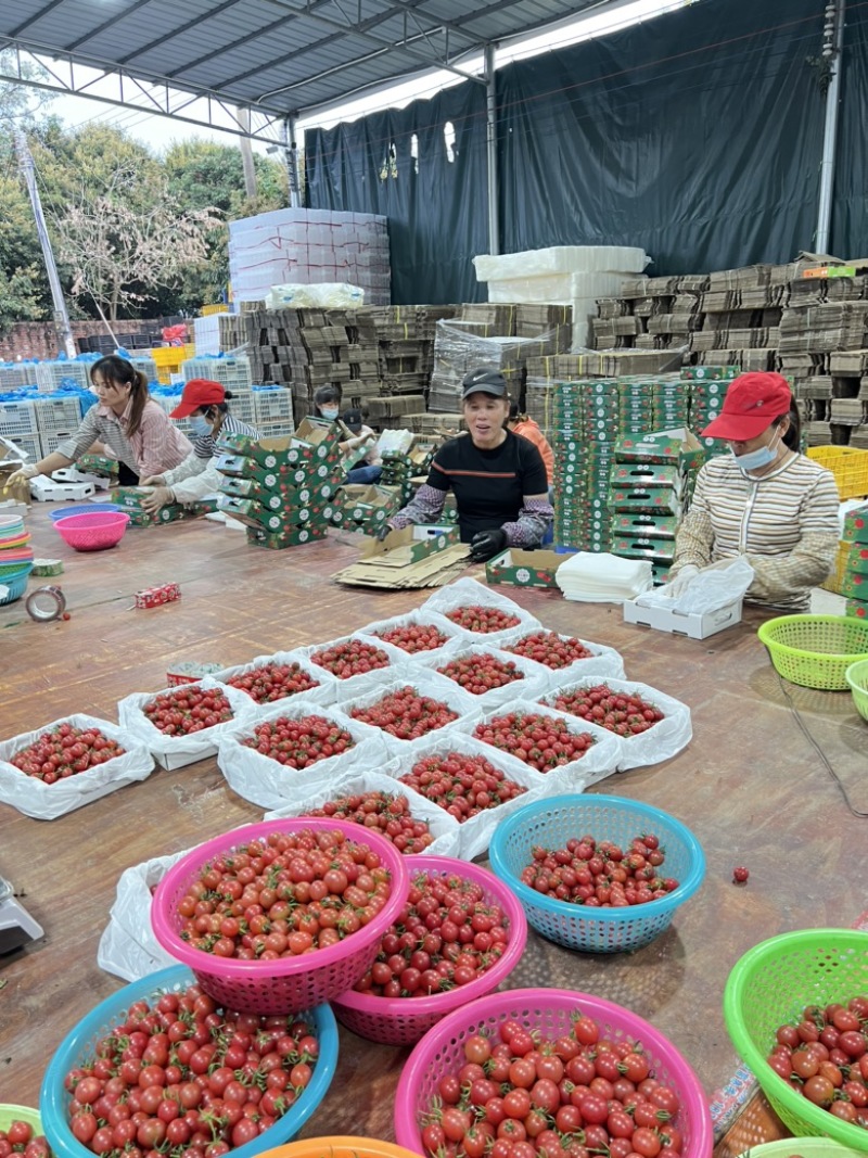 电白千禧圣女果市场供应链电商货全国代发一手货源产地直供